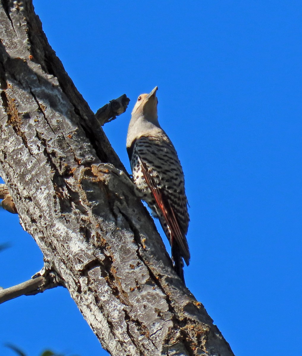 Northern Flicker (Red-shafted) - ML621173693