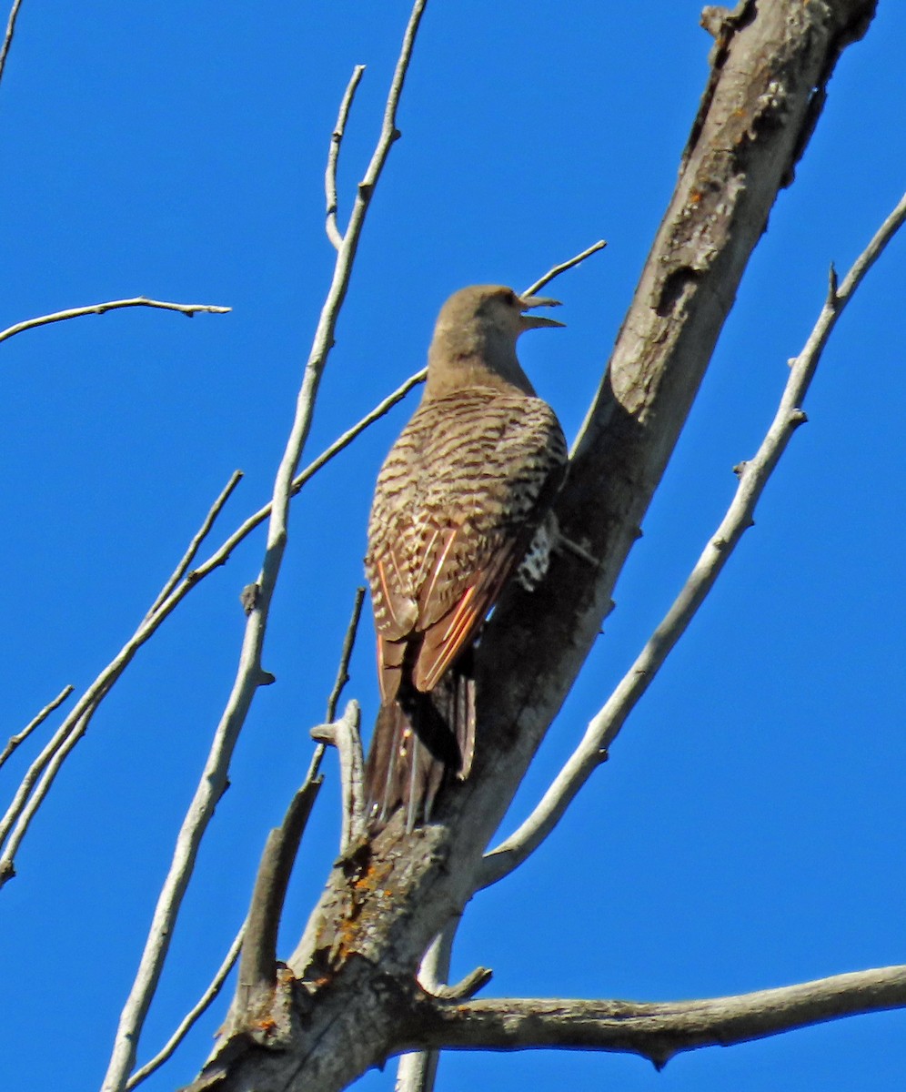 Northern Flicker (Red-shafted) - ML621173694