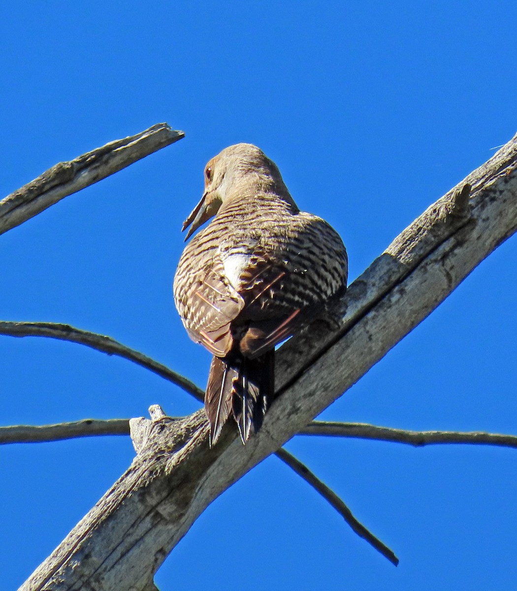 Northern Flicker (Red-shafted) - ML621173695