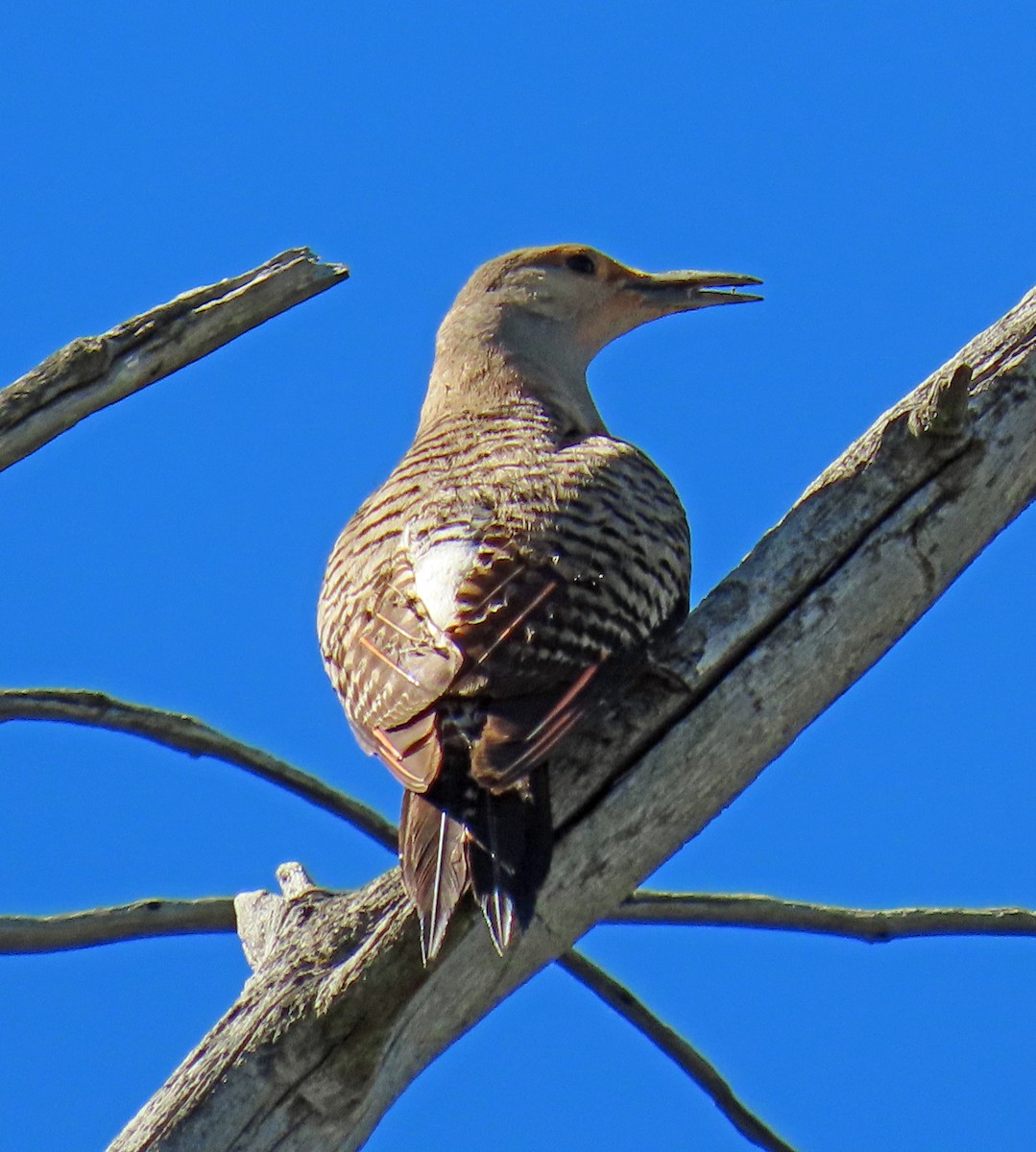 Northern Flicker (Red-shafted) - ML621173696