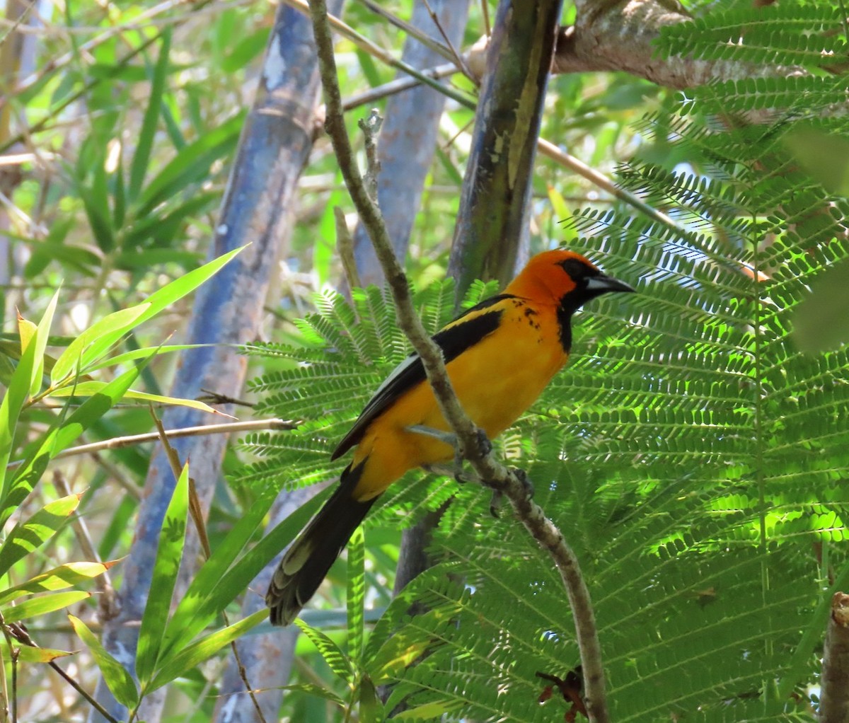 Spot-breasted Oriole - ML621173699
