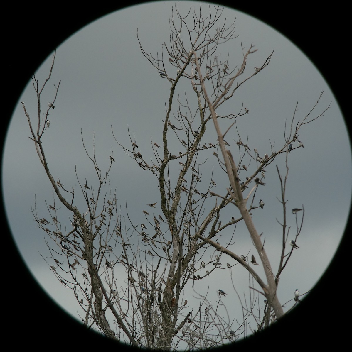 Tree Swallow - ML621173707
