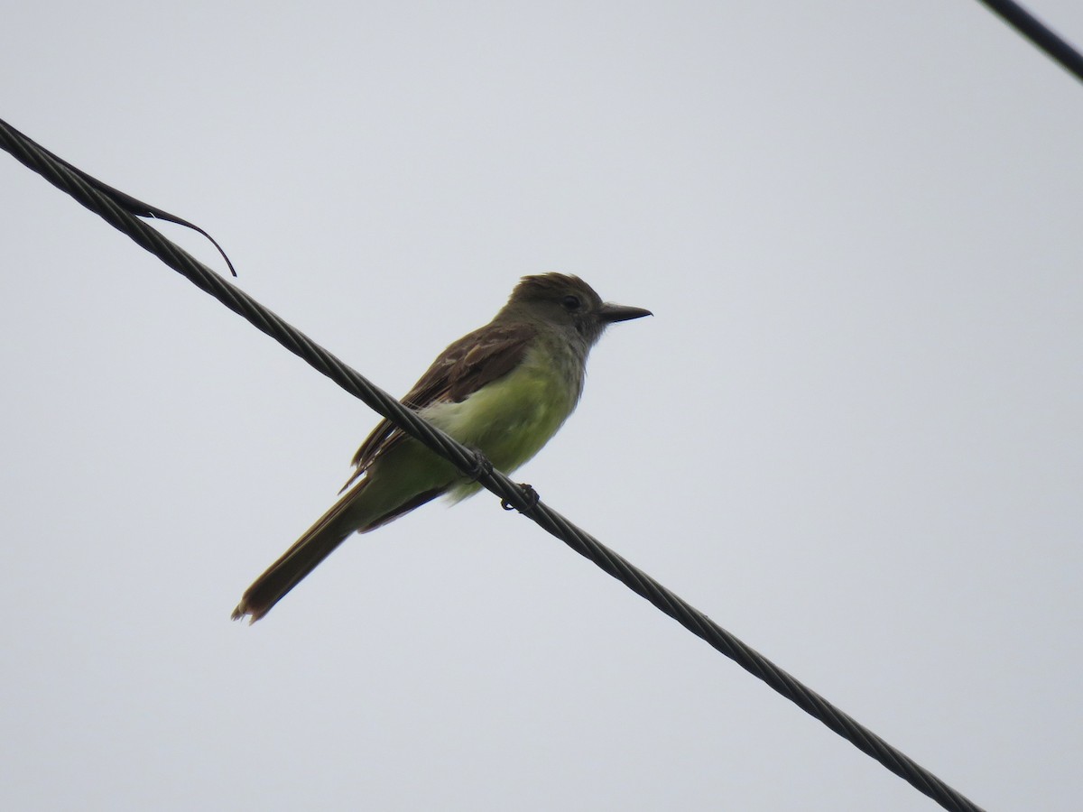Great Crested Flycatcher - ML621173720