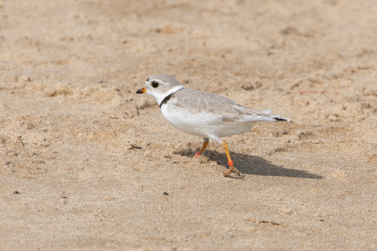 Piping Plover - ML621173760
