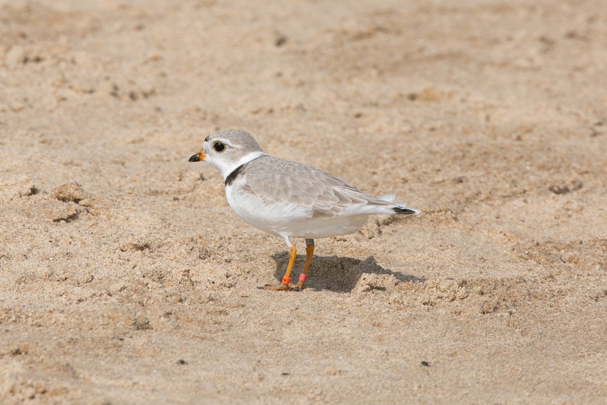 Piping Plover - ML621173761