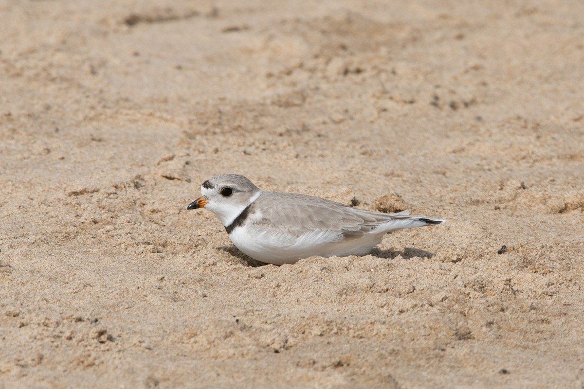 Piping Plover - ML621173763