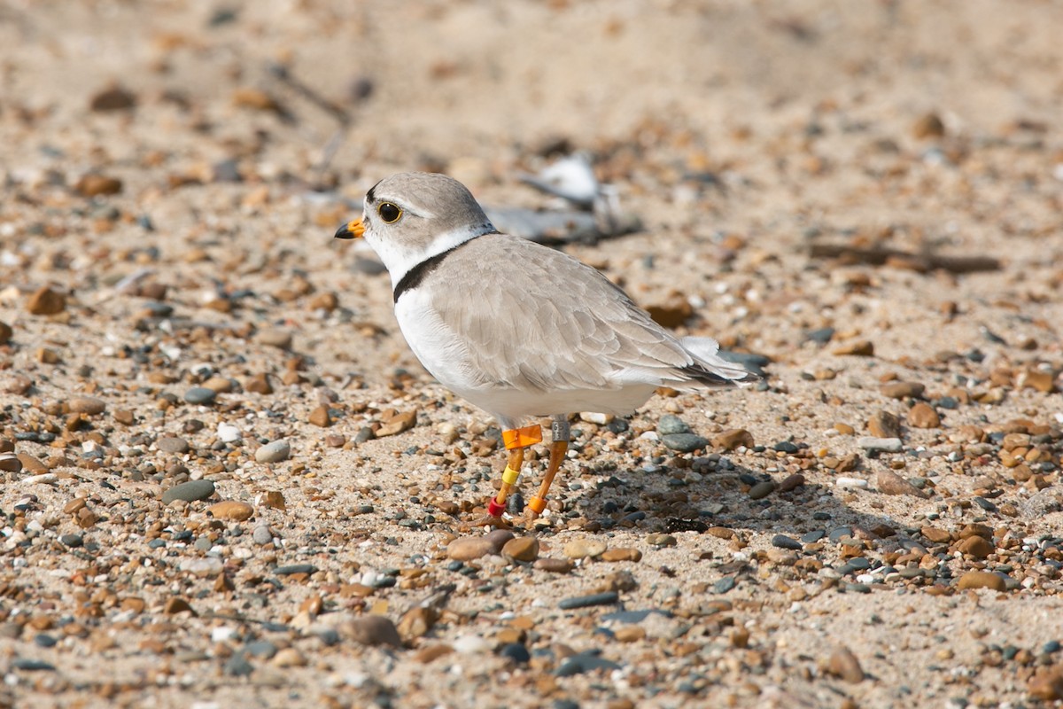 Piping Plover - ML621173764