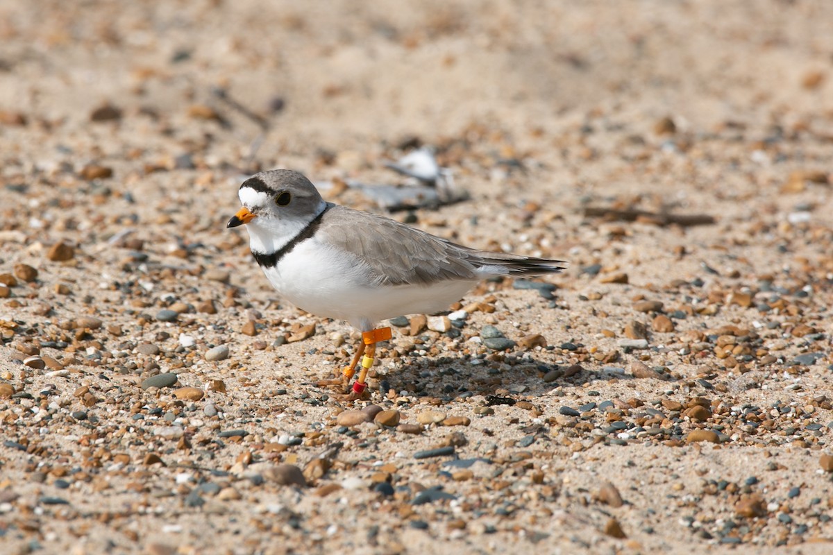Piping Plover - ML621173765