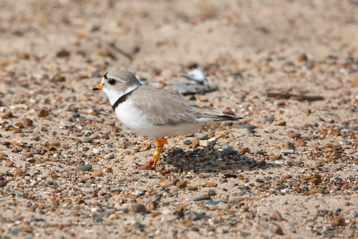 Piping Plover - ML621173766