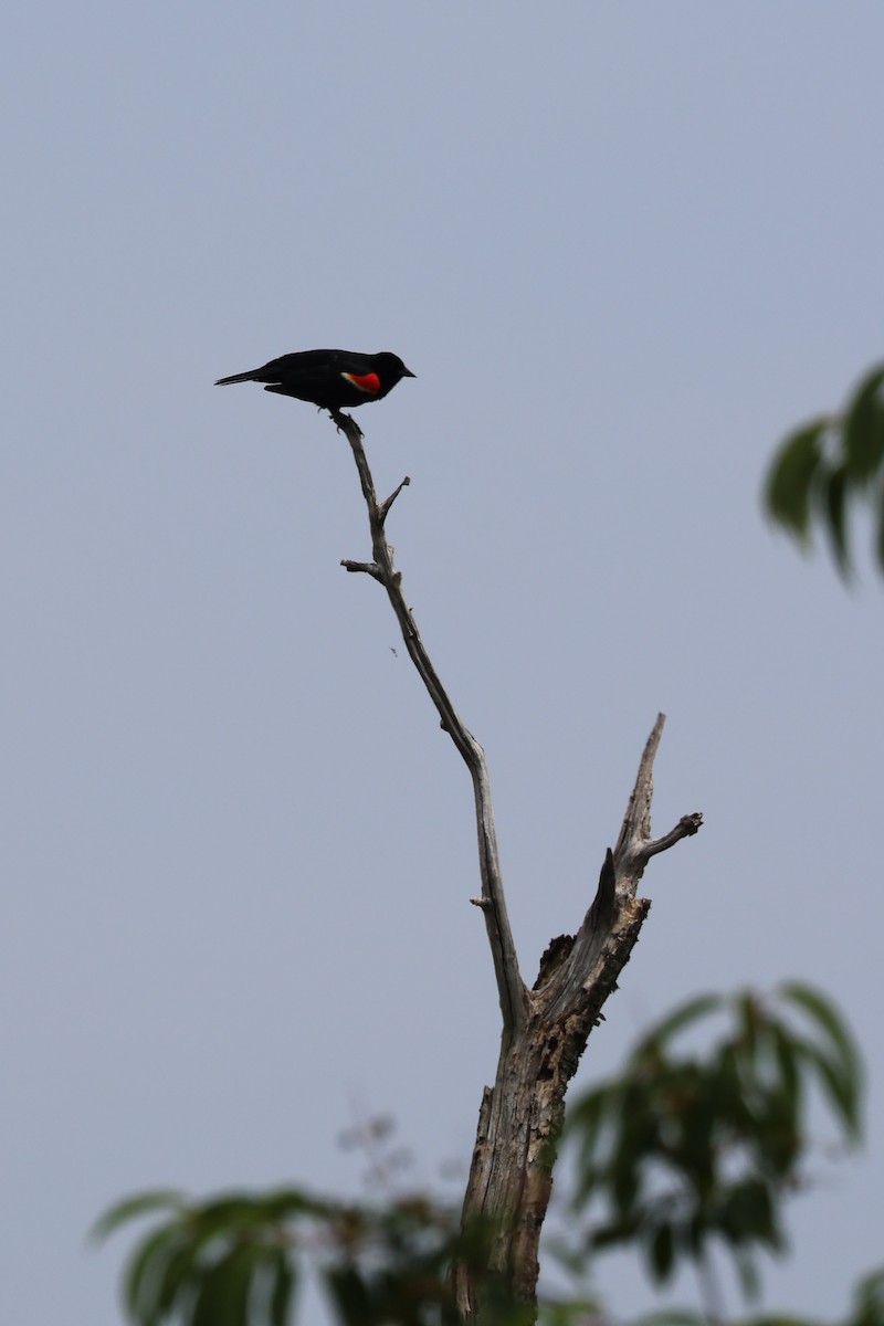 Red-winged Blackbird - ML621173767