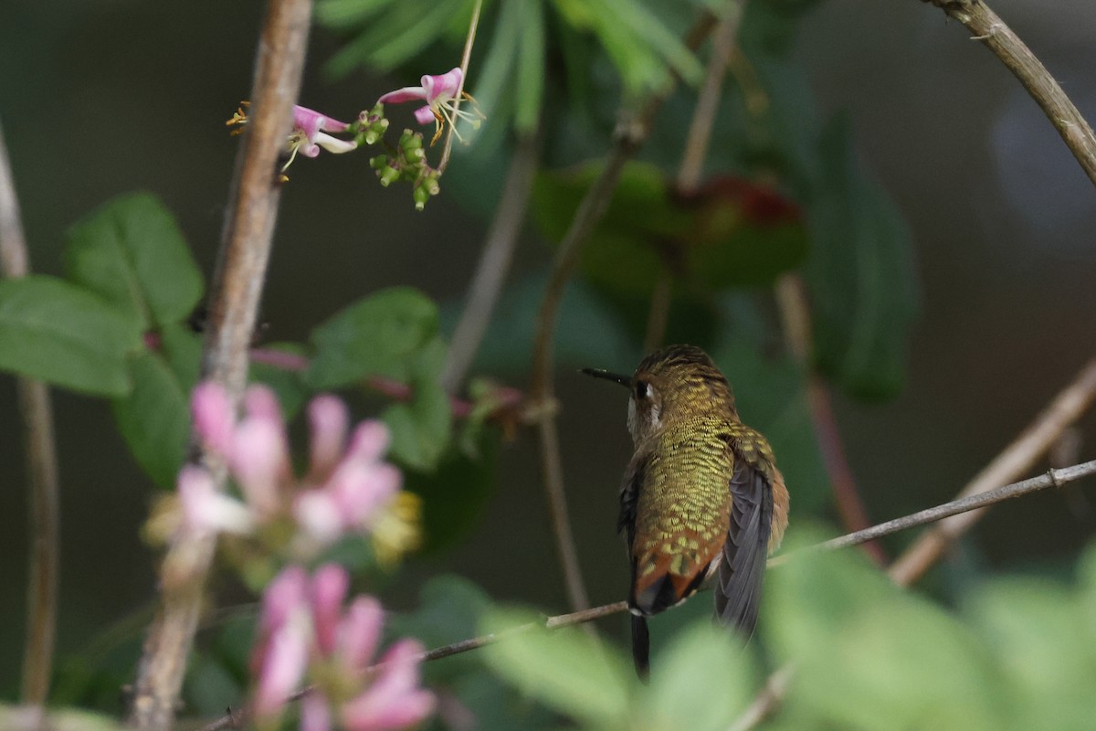 Rufous Hummingbird - ML621173786