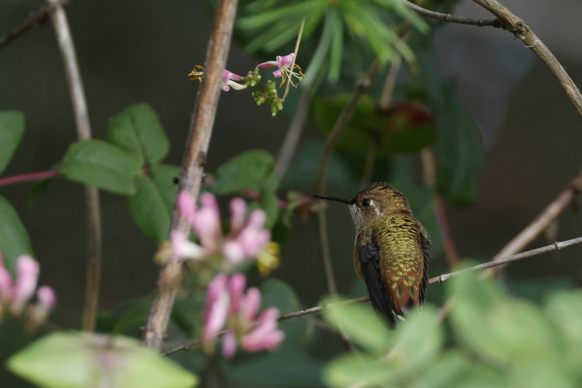 Rufous Hummingbird - ML621173787