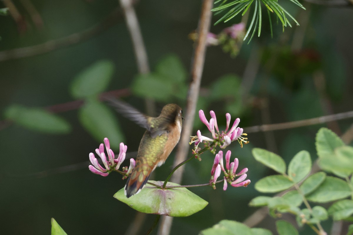 Rufous Hummingbird - ML621173789