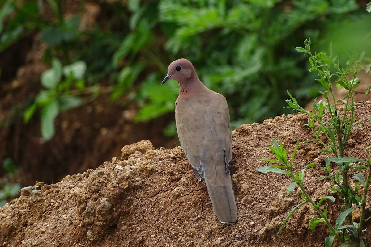 Laughing Dove - ML621173791