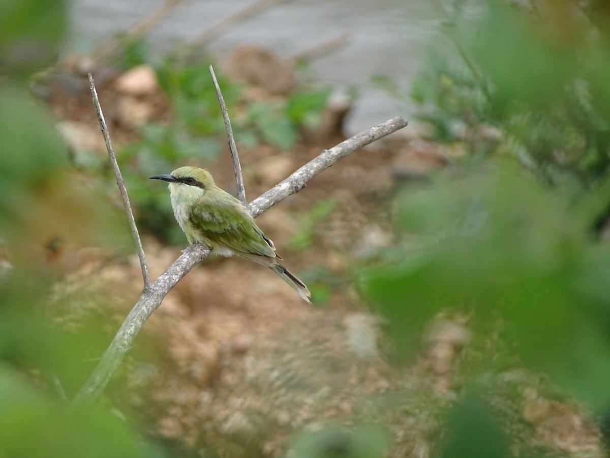 Asian Green Bee-eater - ML621173824