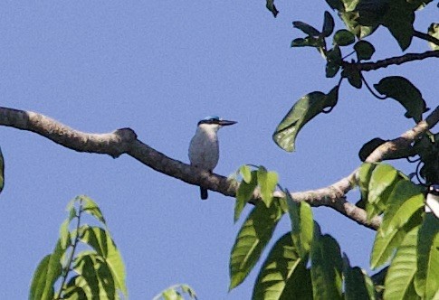 Martin-chasseur à dos blanc - ML621173826