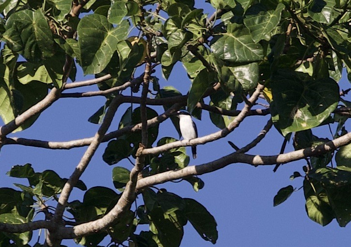 Martin-chasseur à dos blanc - ML621173838