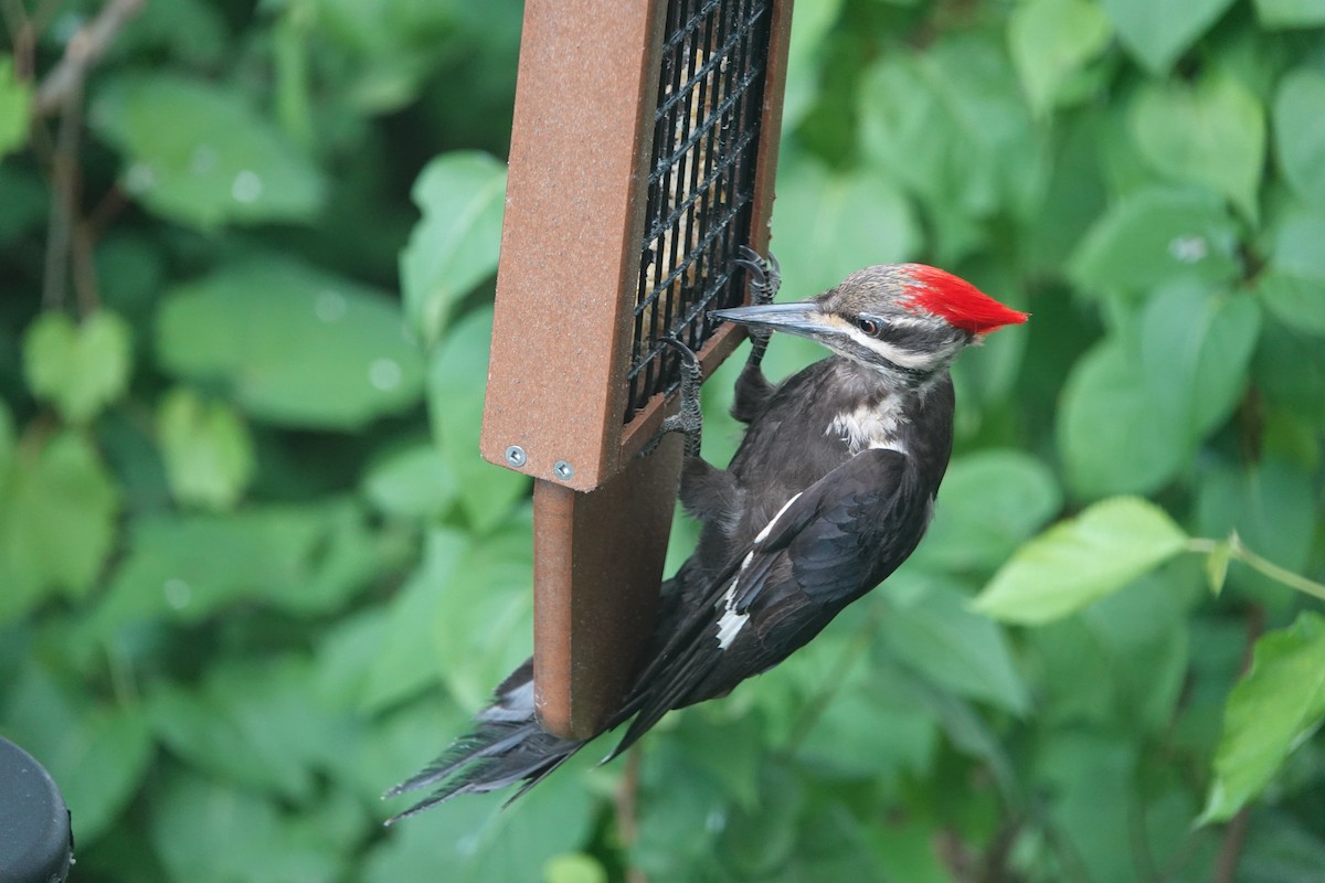 Pileated Woodpecker - ML621173851