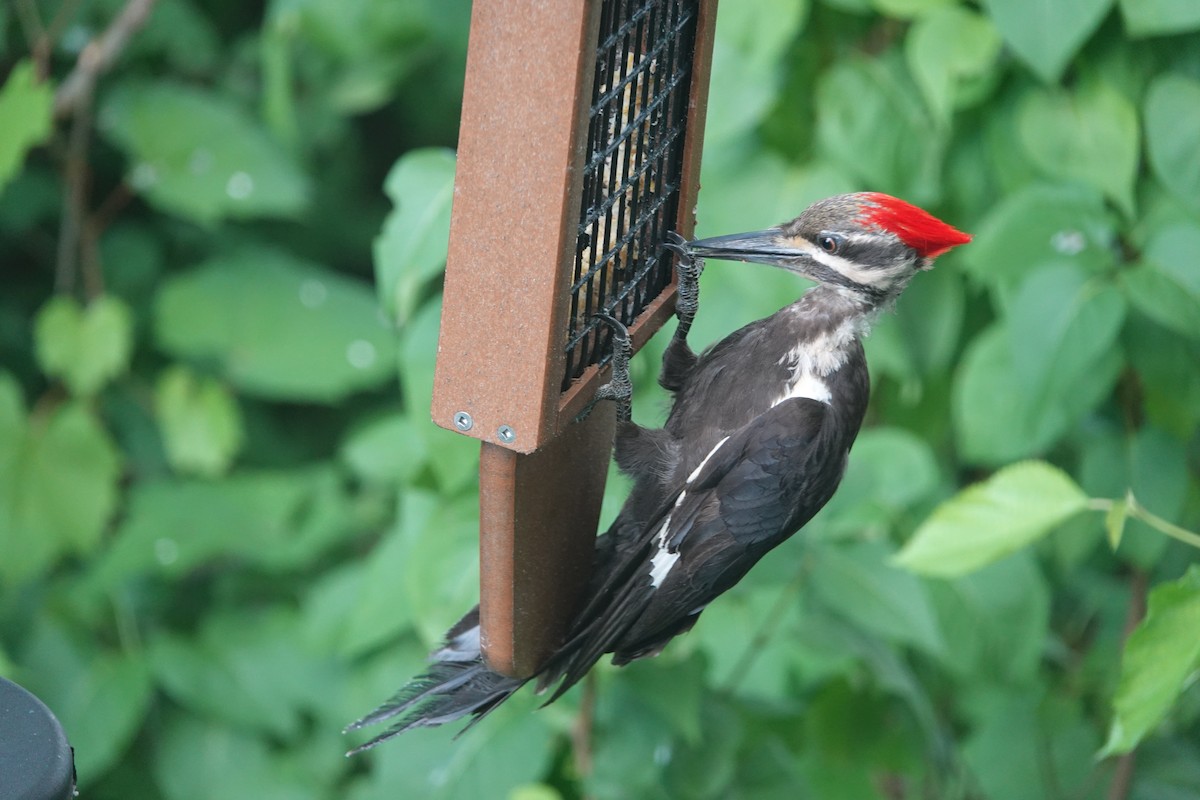 Pileated Woodpecker - ML621173886