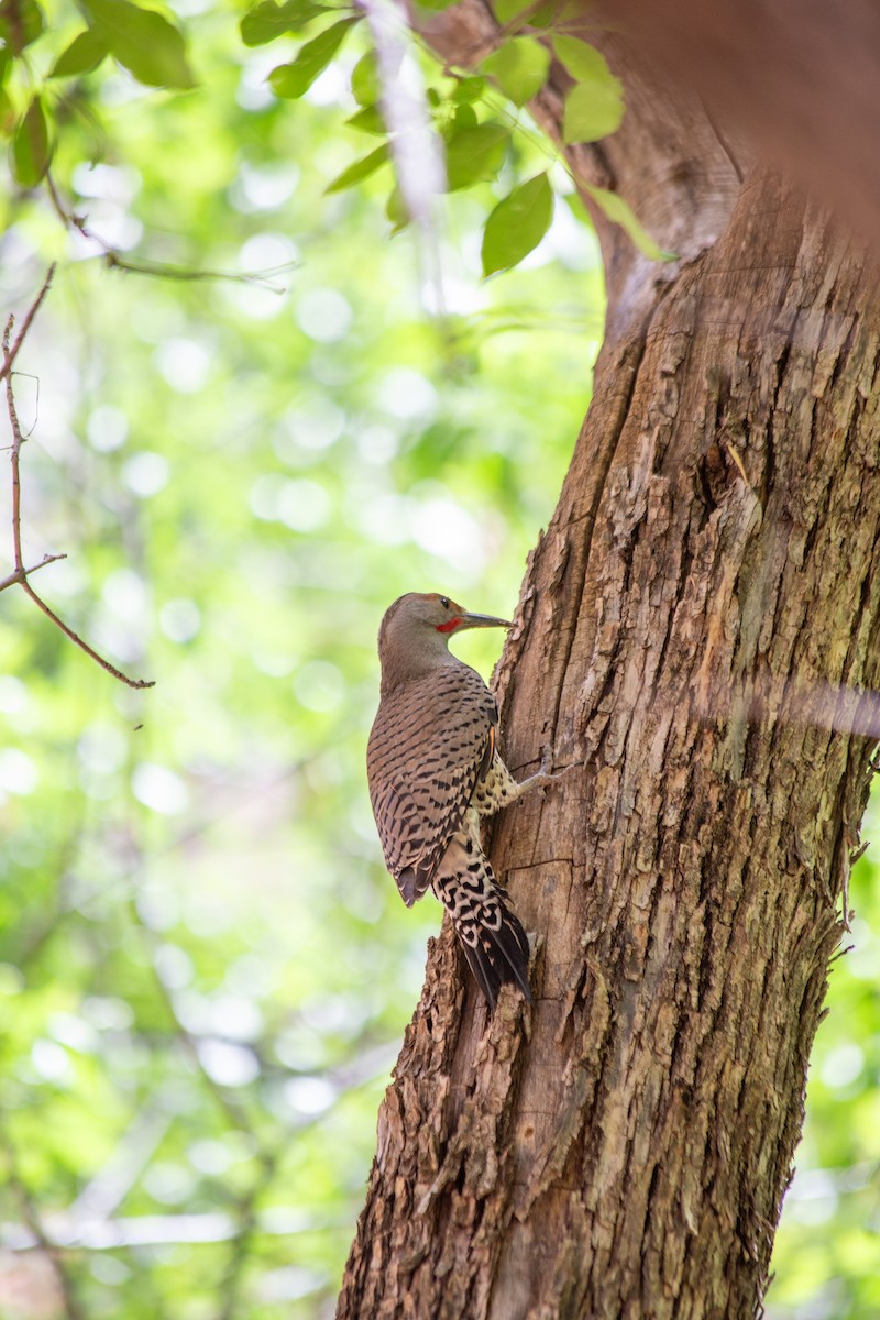 Northern Flicker (Red-shafted) - ML621173899