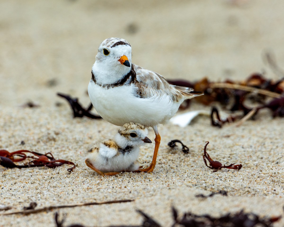Piping Plover - ML621173912