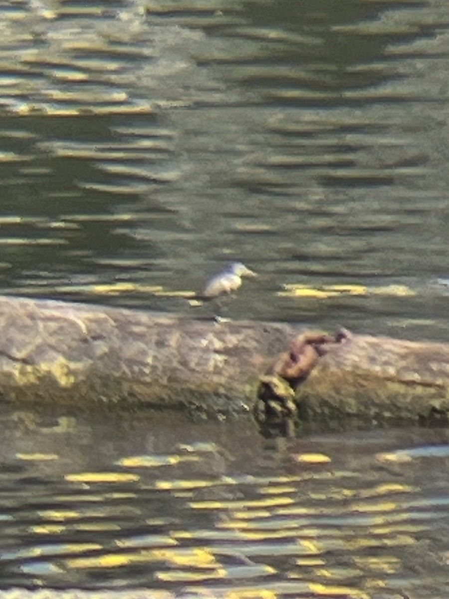 Spotted Sandpiper - ML621173918