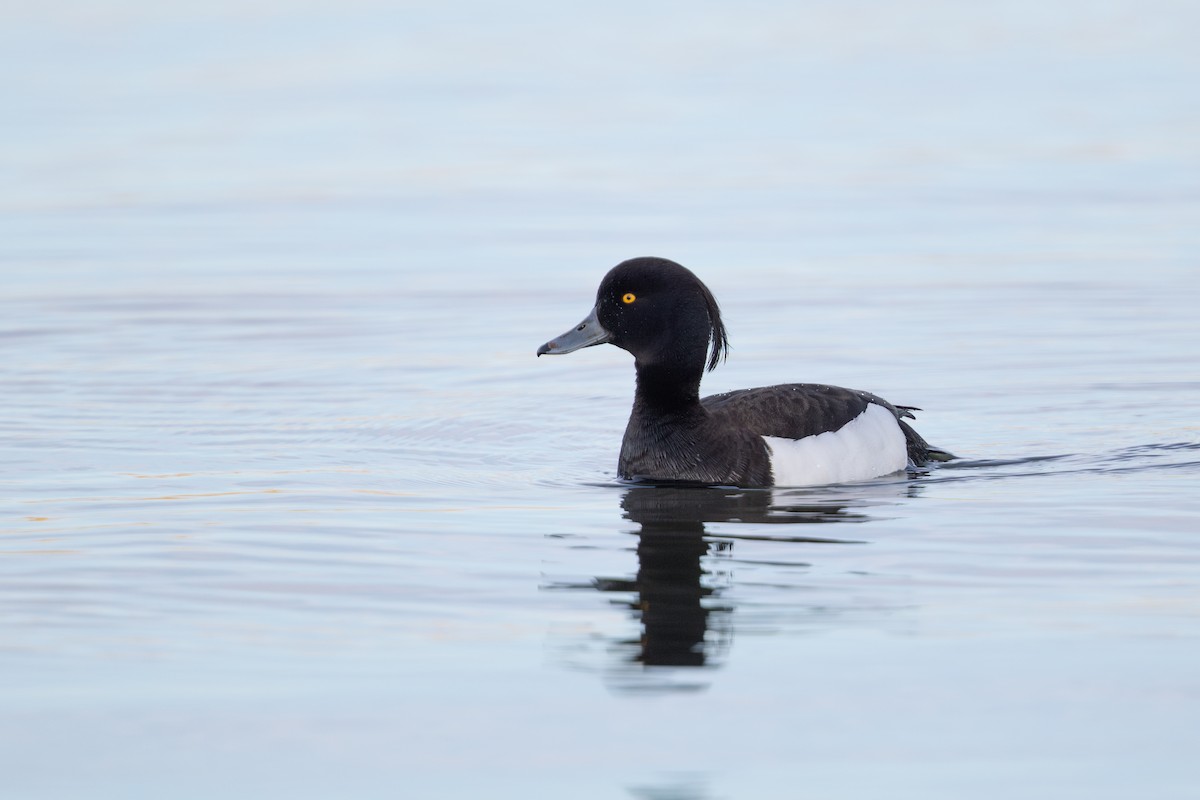 Tufted Duck - ML621173919