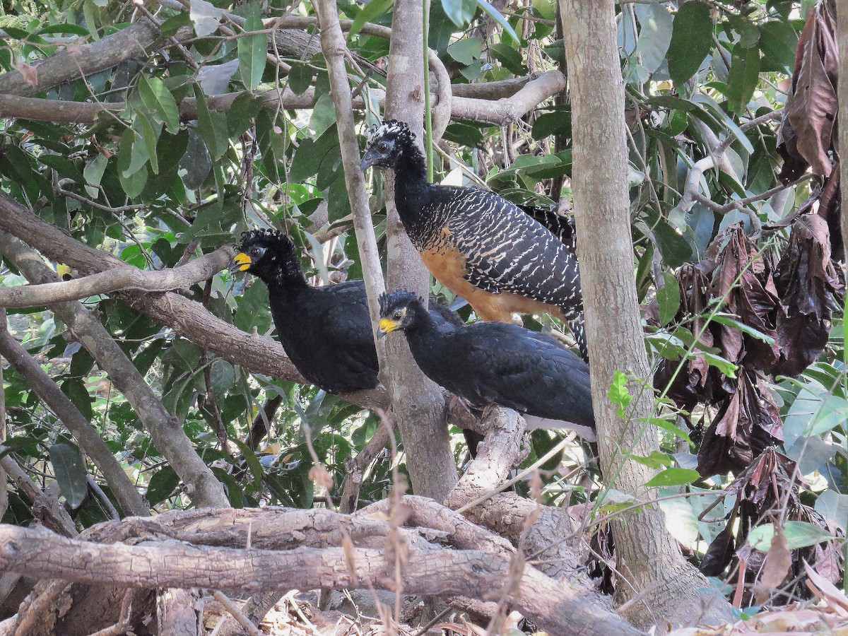 Bare-faced Curassow - ML621173950