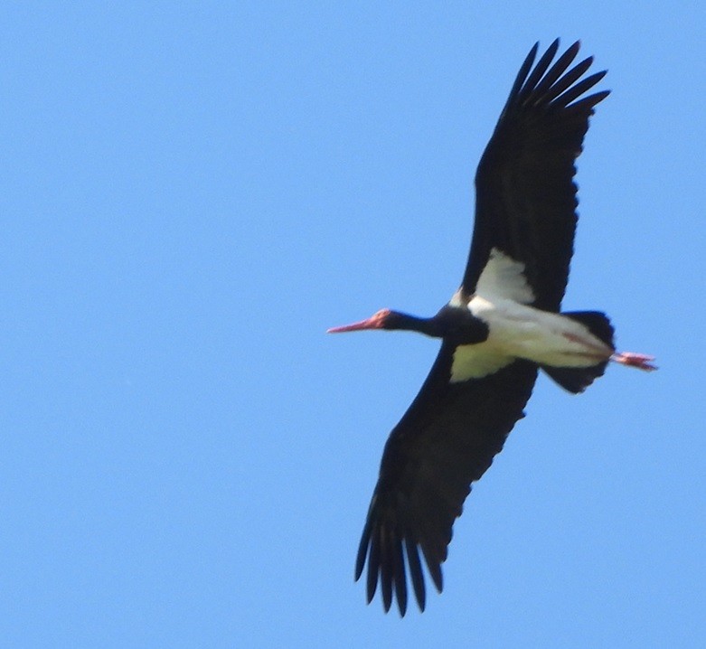 Black Stork - ML621173992