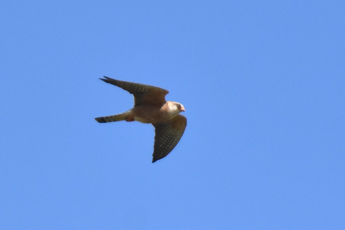 Red-footed Falcon - ML621174006