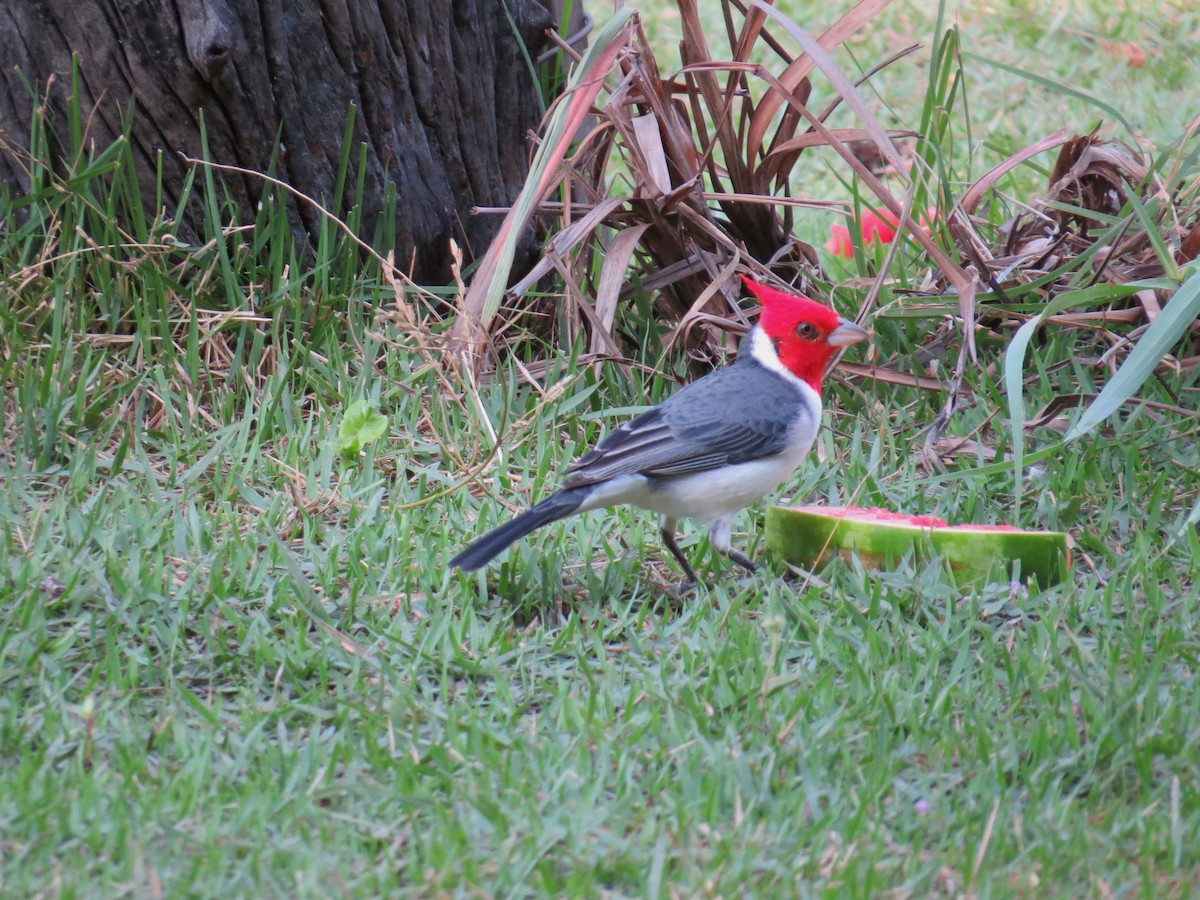 Red-crested Cardinal - ML621174035