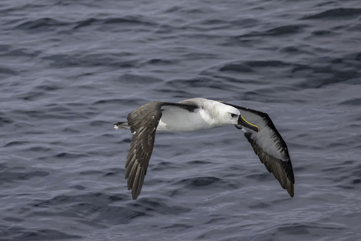albatros pestrozobý - ML621174051