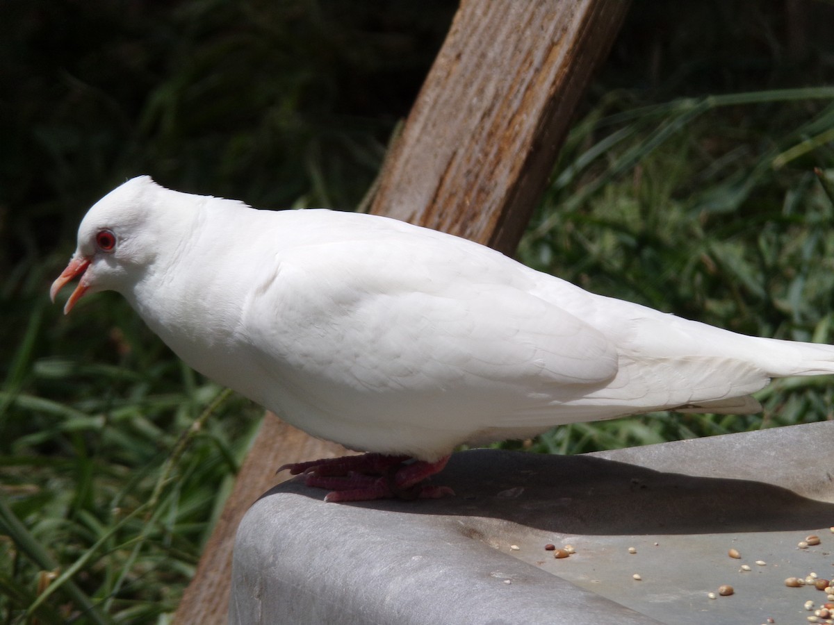Rock Pigeon (Feral Pigeon) - ML621174071
