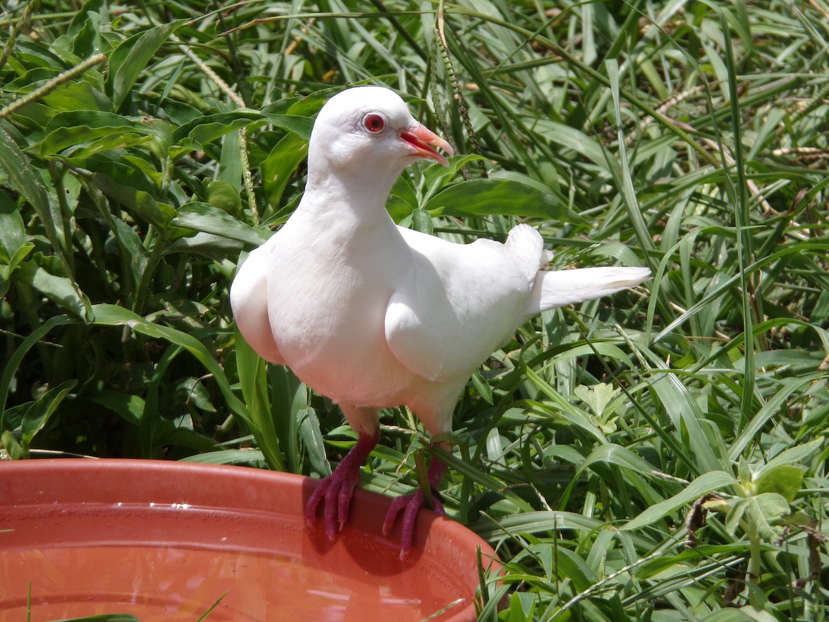 Pigeon biset (forme domestique) - ML621174072