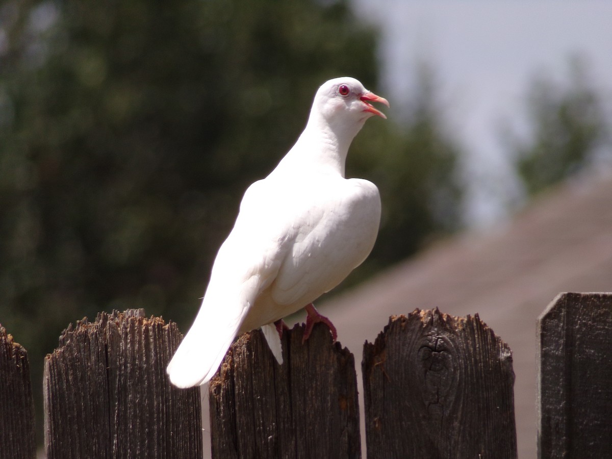 Pigeon biset (forme domestique) - ML621174073
