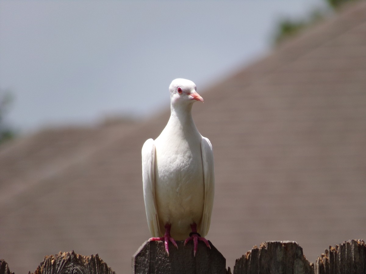 Сизый голубь (Одомашненного типа) - ML621174075