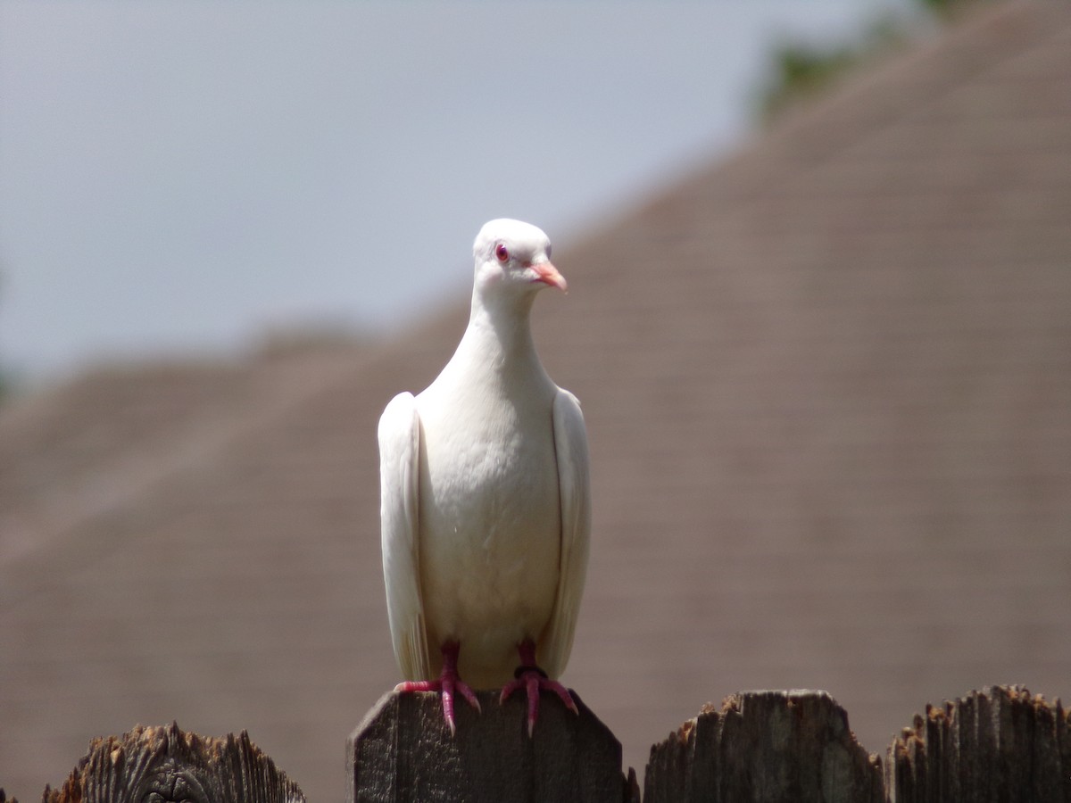 Rock Pigeon (Feral Pigeon) - ML621174077