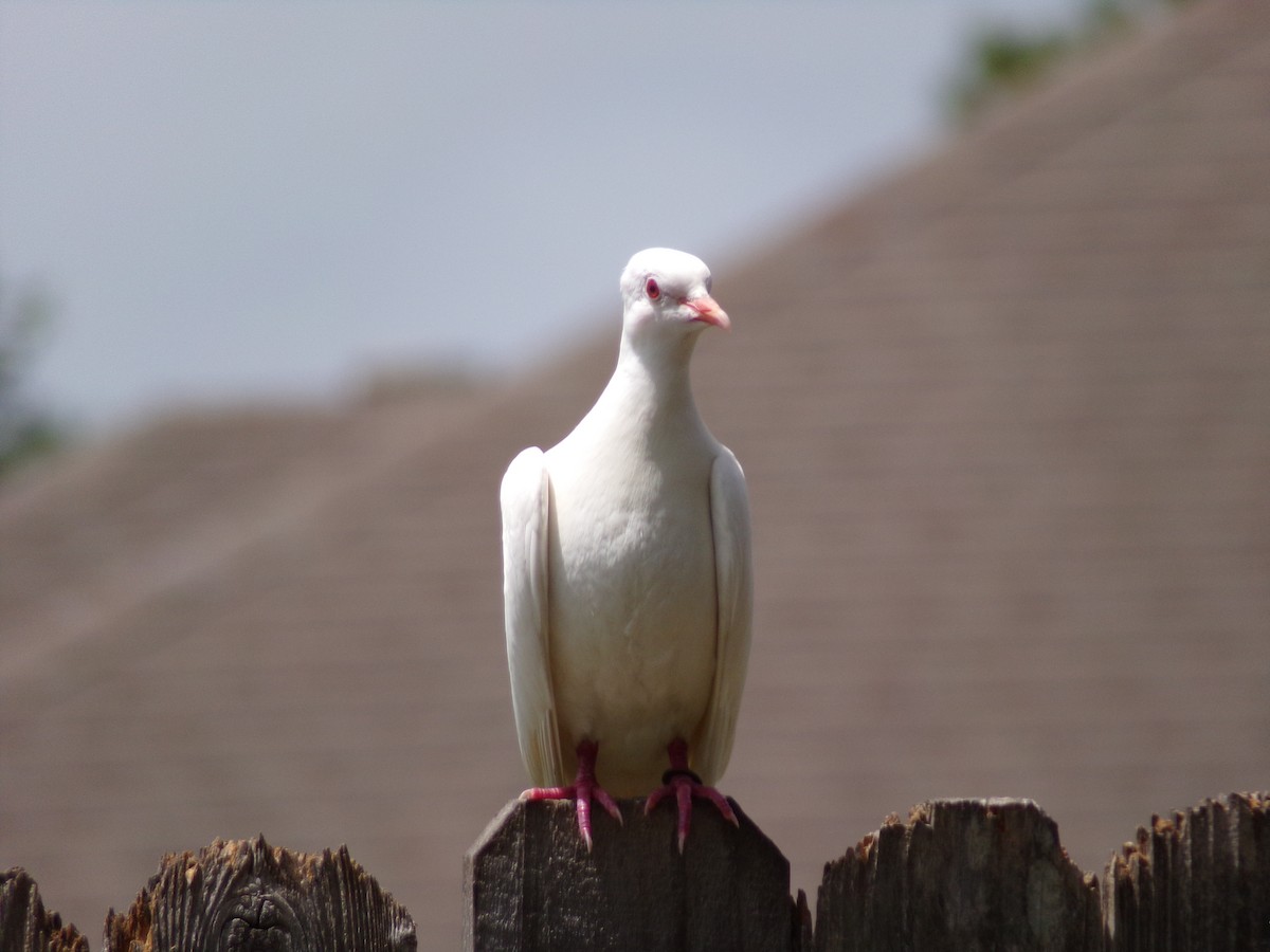 Сизый голубь (Одомашненного типа) - ML621174078