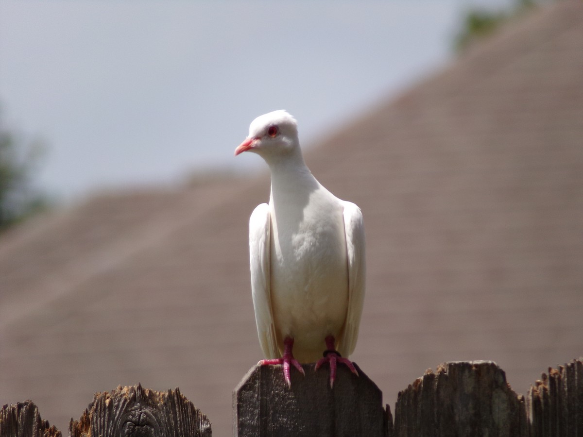 Rock Pigeon (Feral Pigeon) - ML621174079