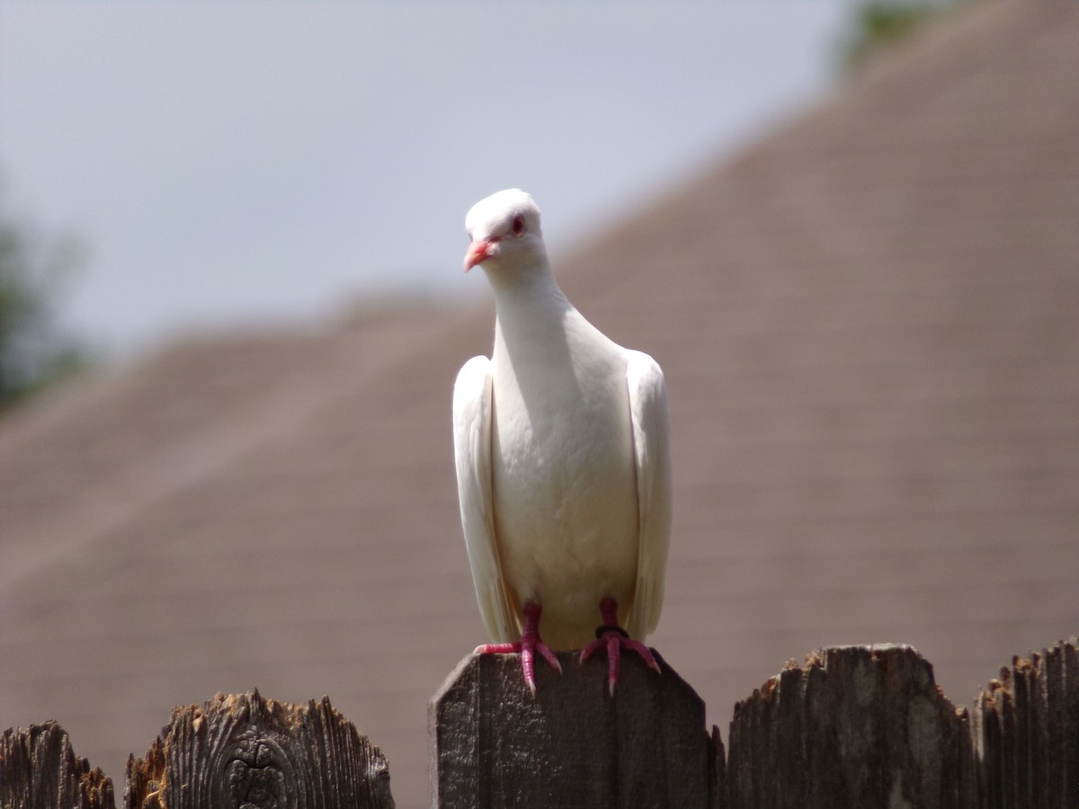 Rock Pigeon (Feral Pigeon) - ML621174080