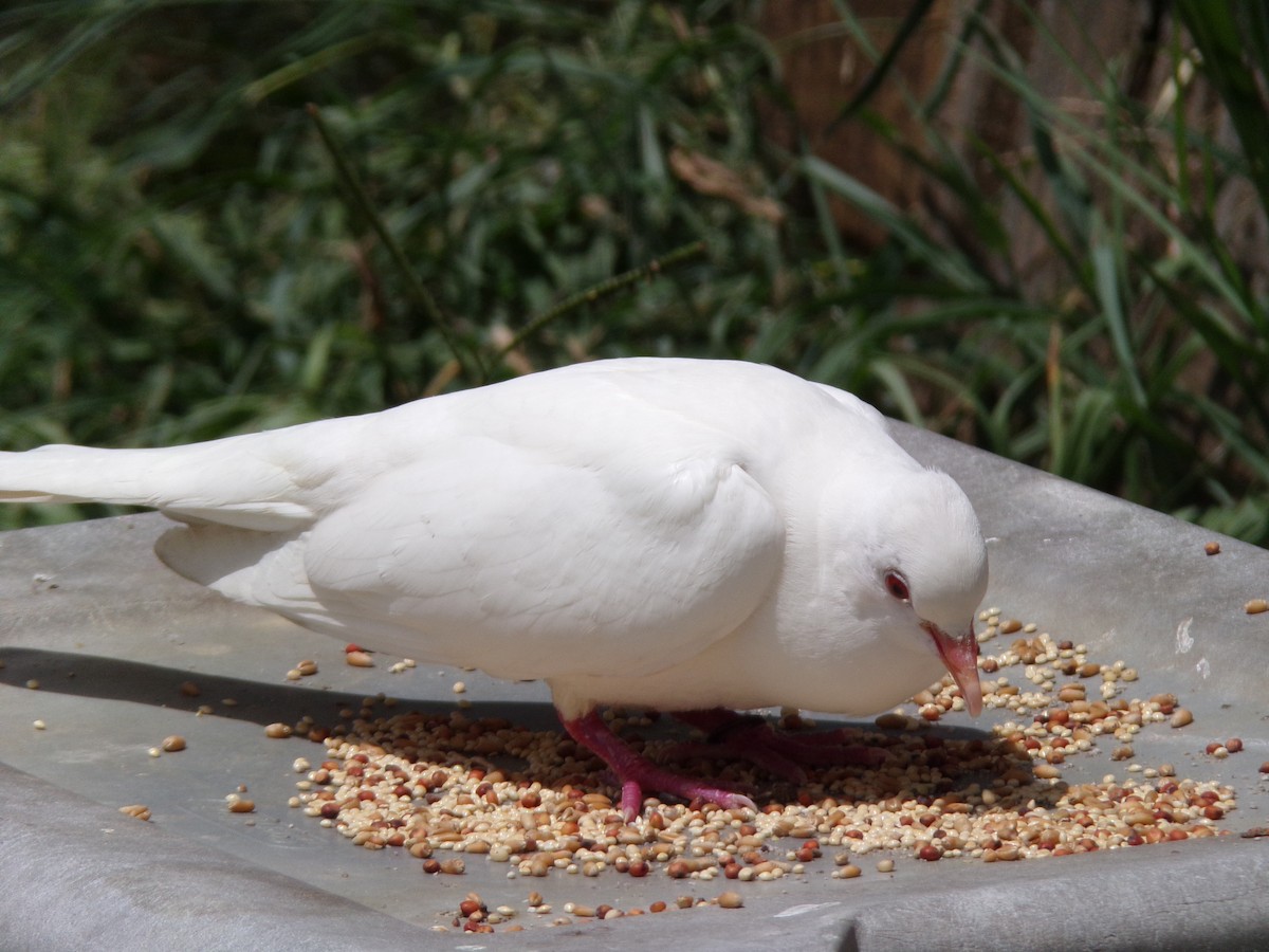 Rock Pigeon (Feral Pigeon) - ML621174084