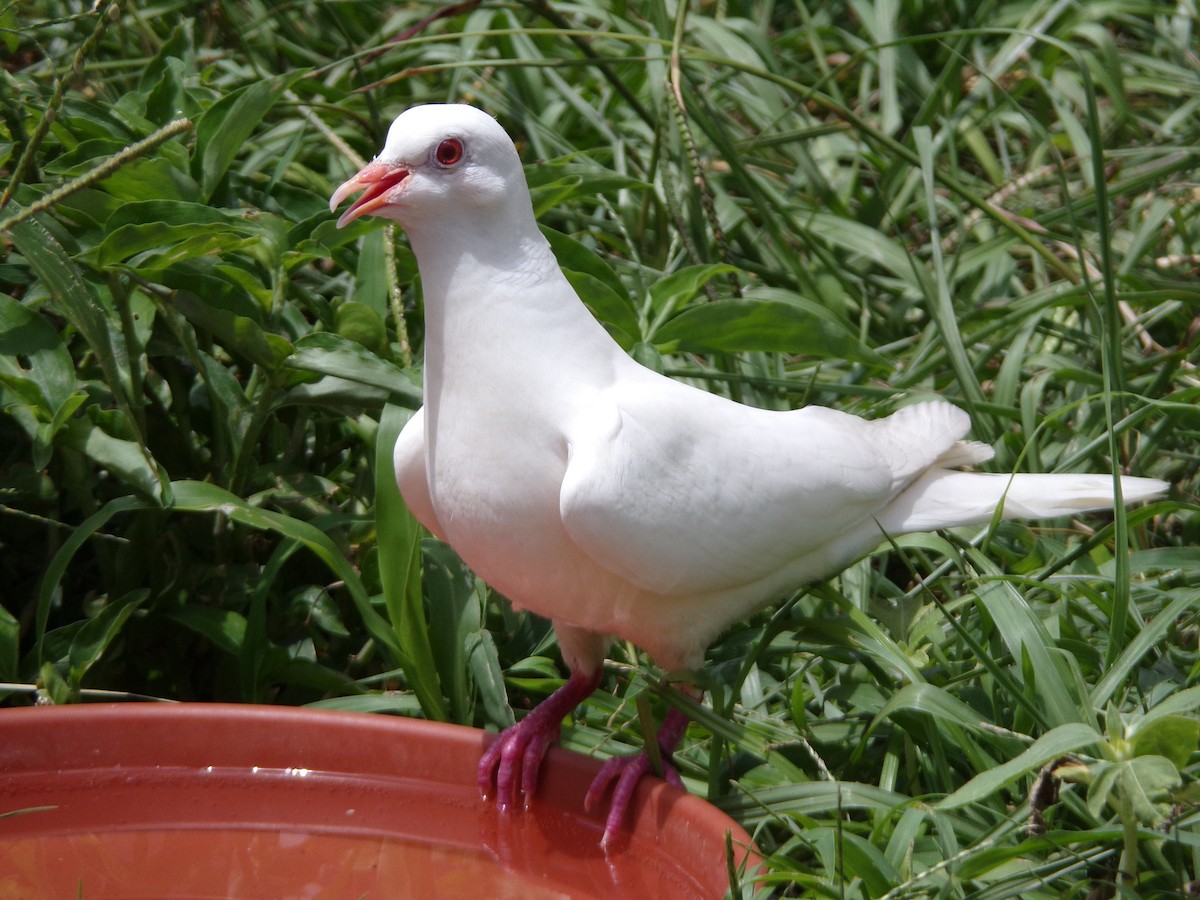 Rock Pigeon (Feral Pigeon) - ML621174085