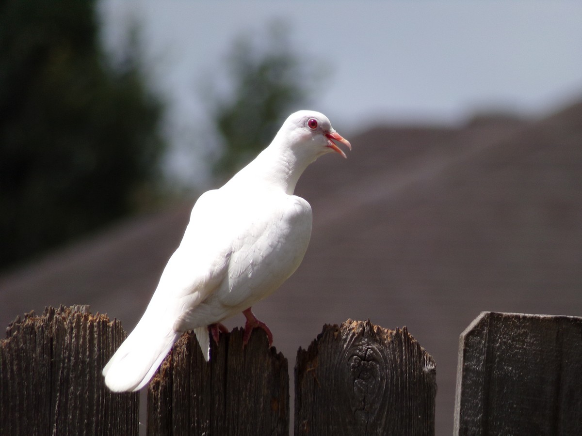 Pigeon biset (forme domestique) - ML621174086