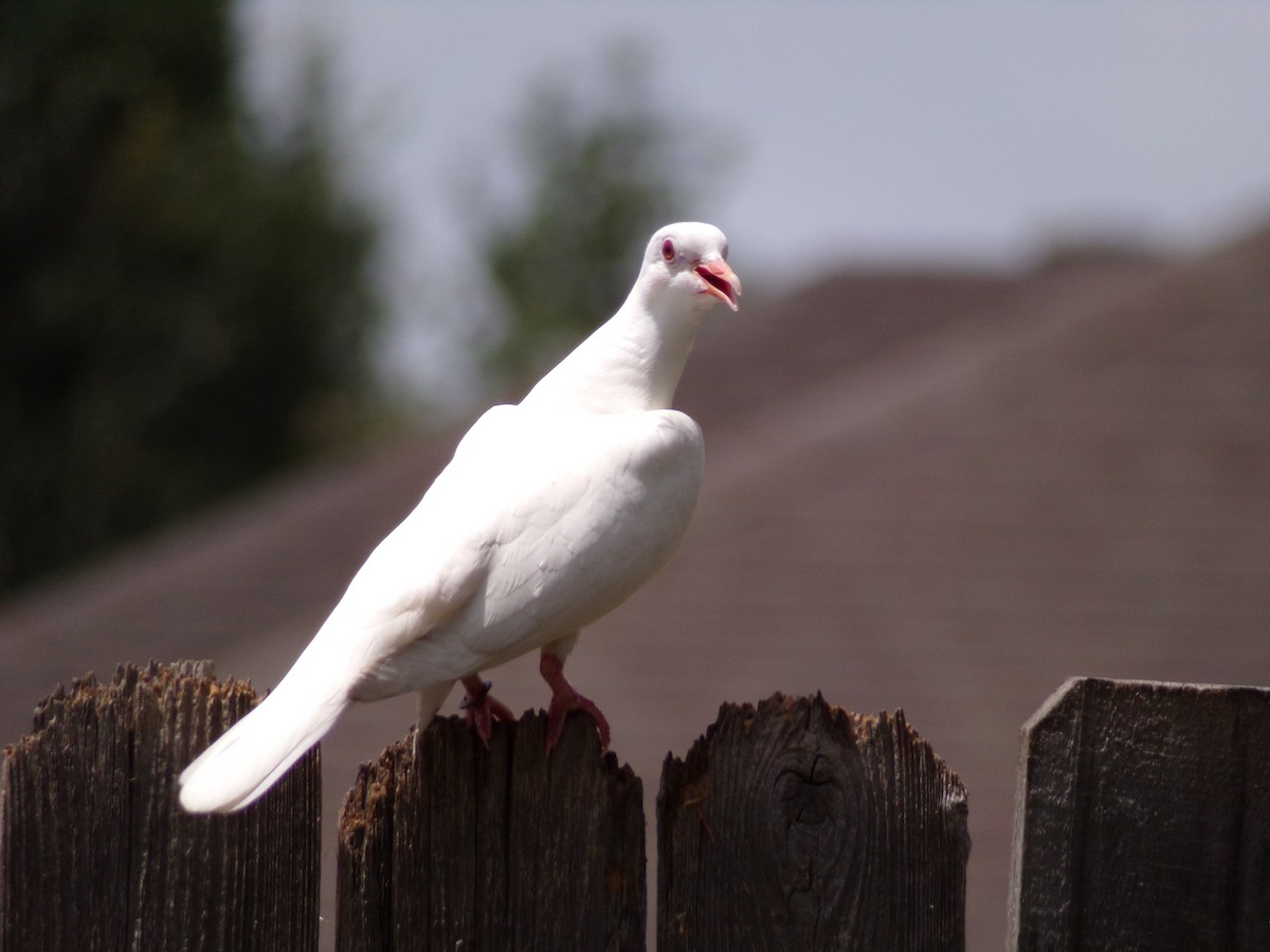 Rock Pigeon (Feral Pigeon) - ML621174087