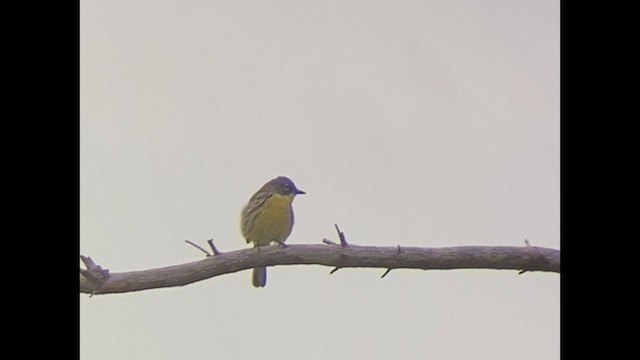 Kirtland's Warbler - ML621174111