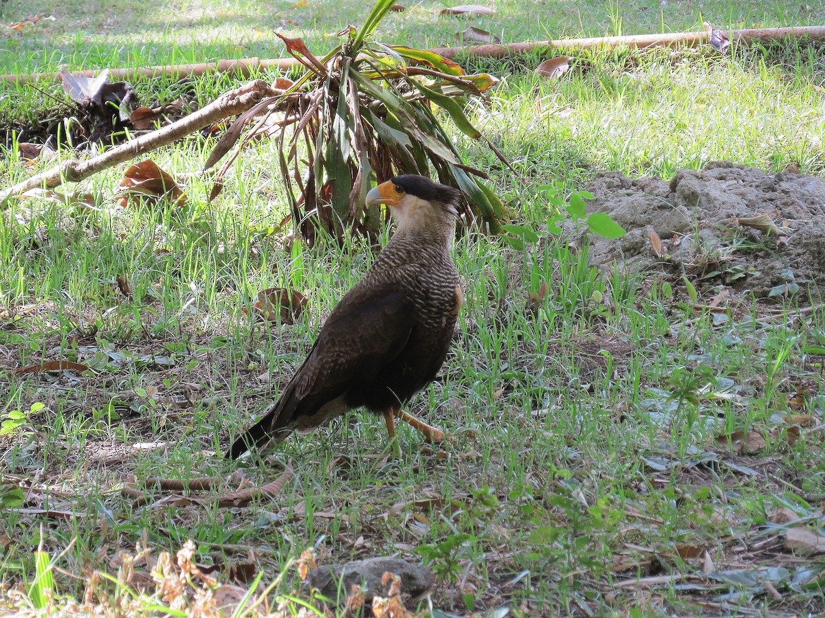 Crested Caracara (Southern) - ML621174126