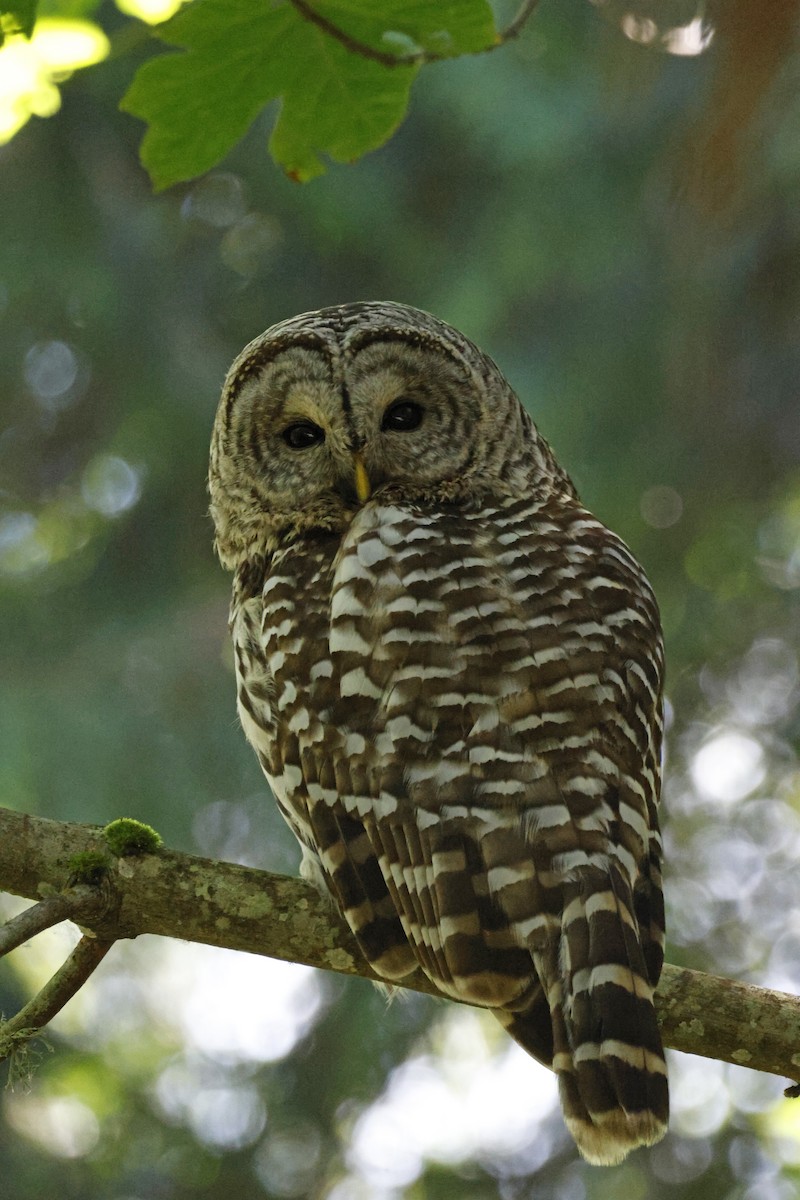 Barred Owl - ML621174149