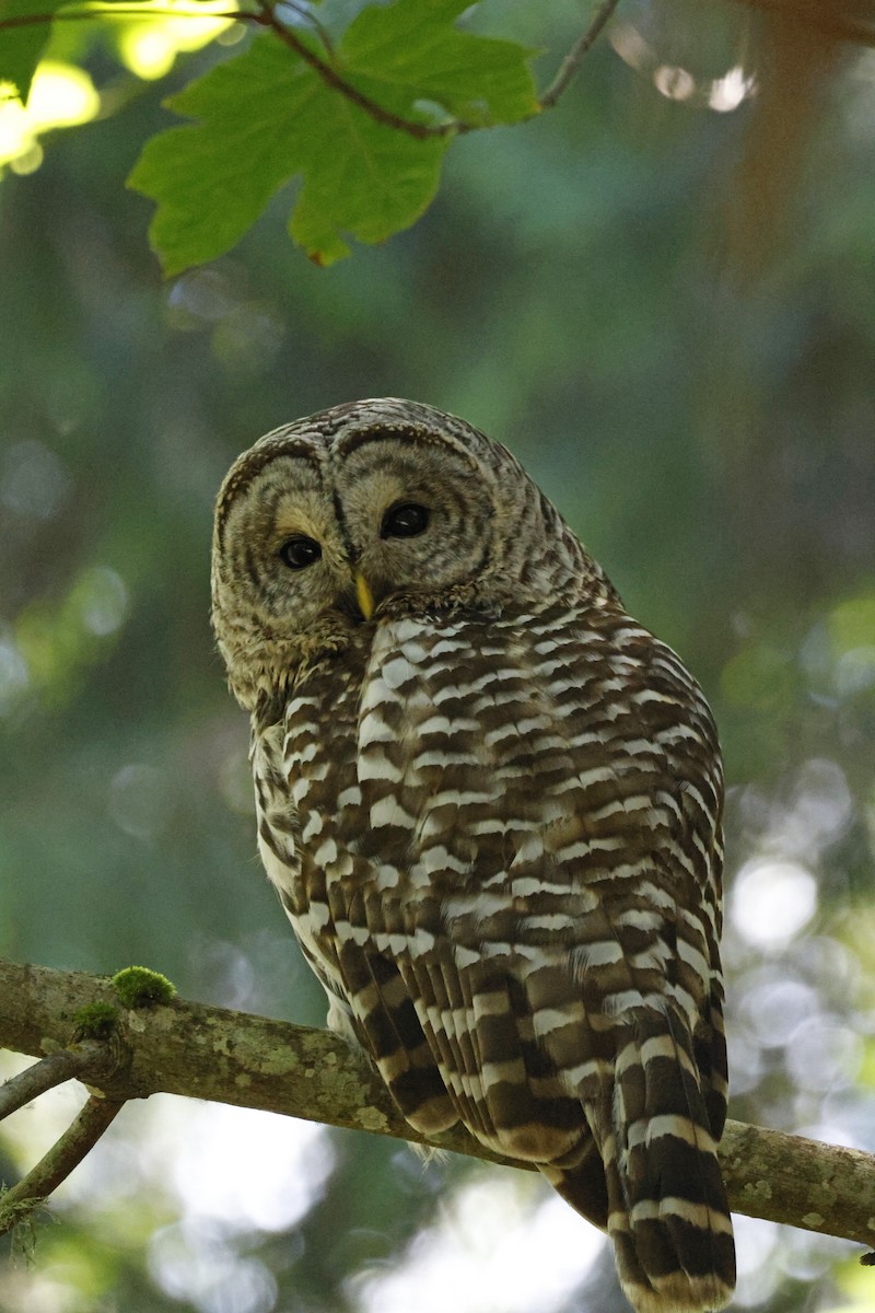 Barred Owl - ML621174155