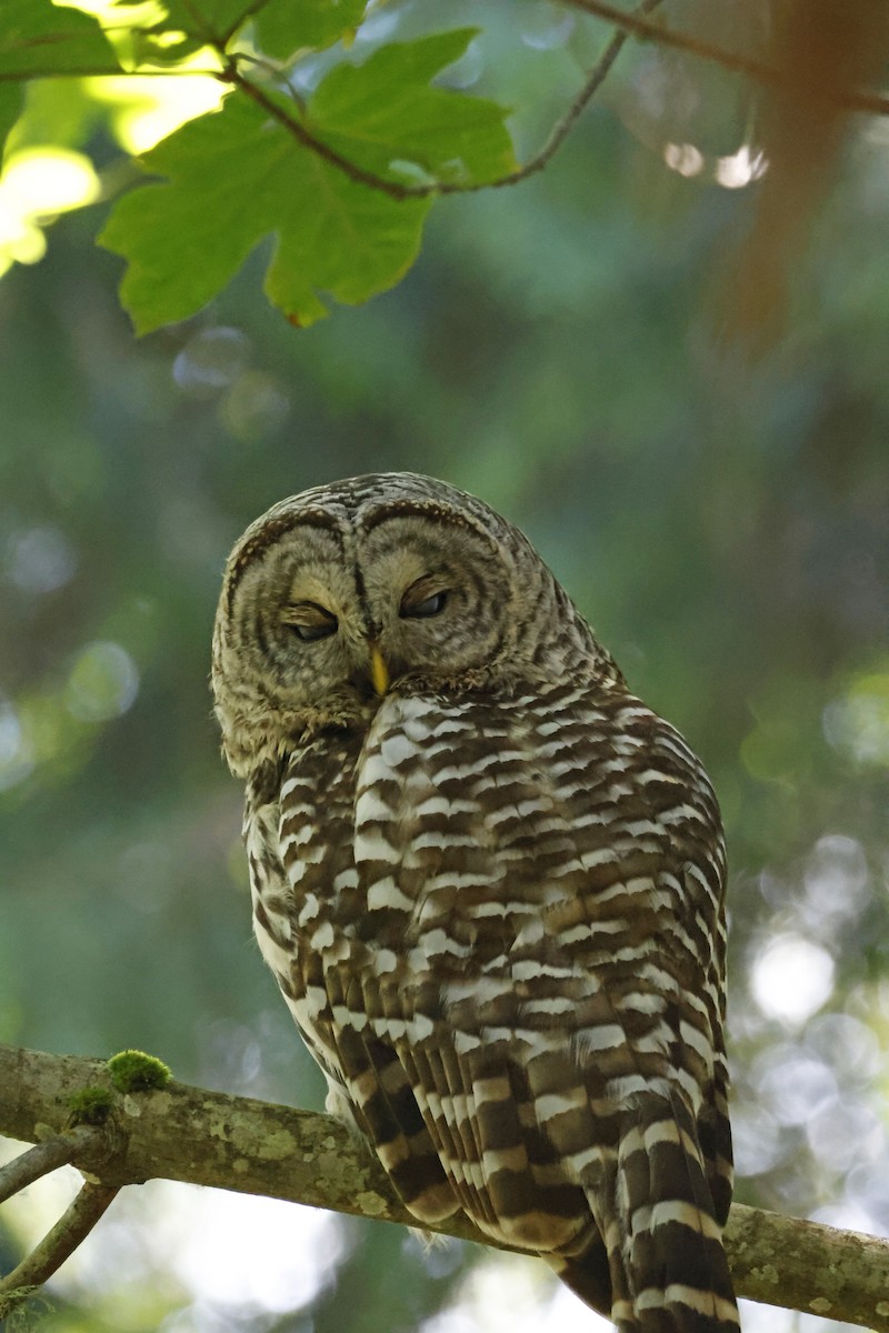 Barred Owl - ML621174156