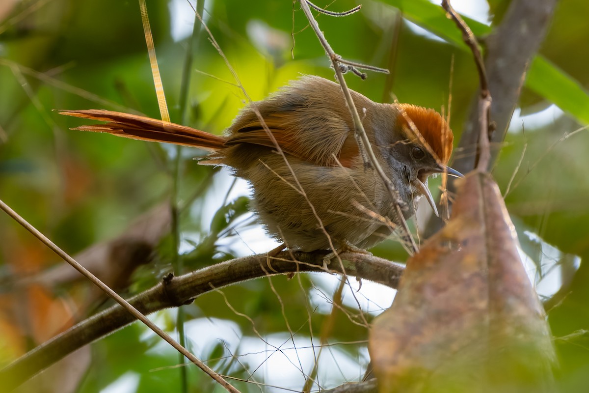 Rufous-capped Spinetail - ML621174184
